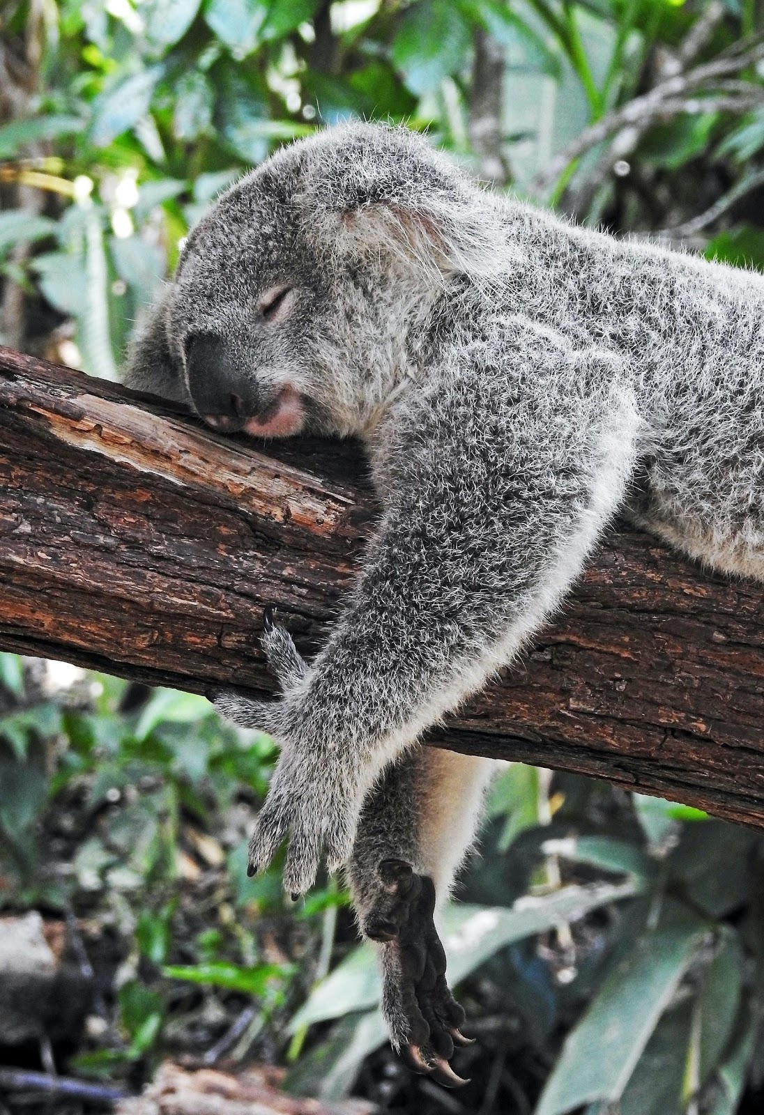 Sleeping koala